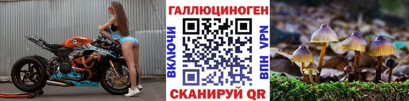 как найти   Алагир  Галлюциногенные грибы Psilocybine cubensis 
